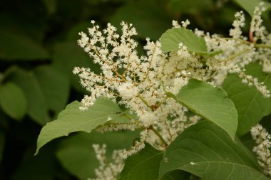 Uzak Doğu Japon karabuğday (Reynoutria japonica)  