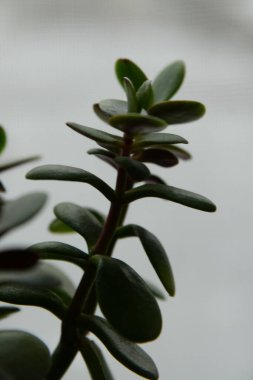 Crassula, Crassula veya Crassula L., Crassula familyasından bir bitki türüdür.,