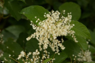 Uzak Doğu Japon karabuğday (Reynoutria japonica)  