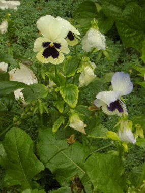 Üç renkli menekşe, vahşi nonoş (Viola üç renkli L.)             