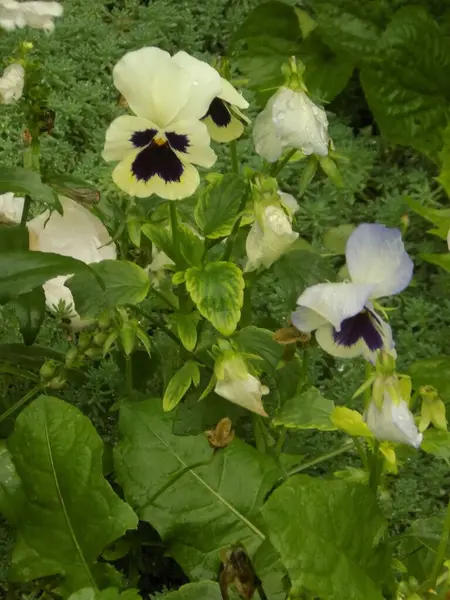 Üç renkli menekşe, vahşi nonoş (Viola üç renkli L.)             