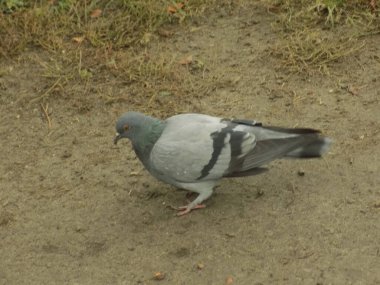  Güvercin (Columba) - güvercin ailesinden (Columbidae) bir kuş cinidir.)           