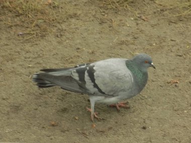  Güvercin (Columba) - güvercin ailesinden (Columbidae) bir kuş cinidir.)           
