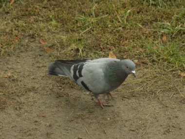  Güvercin (Columba) - güvercin ailesinden (Columbidae) bir kuş cinidir.)           
