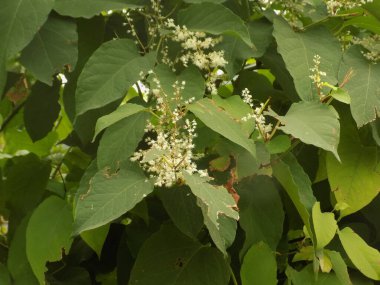 Uzak Doğu Japon karabuğday (Reynoutria japonica)           