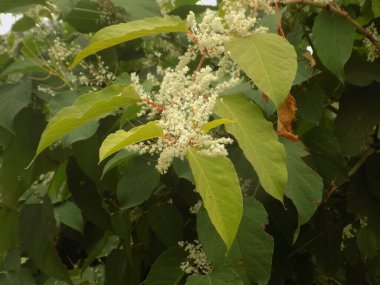 Uzak Doğu Japon karabuğday (Reynoutria japonica)           