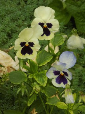 Üç renkli menekşe, vahşi nonoş (Viola üç renkli L.)            