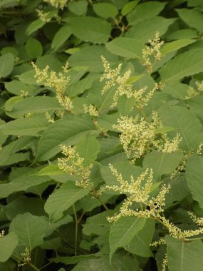 Uzak Doğu Japon karabuğday (Reynoutria japonica)           