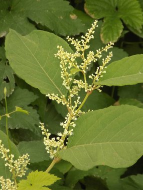 Uzak Doğu Japon karabuğday (Reynoutria japonica)           