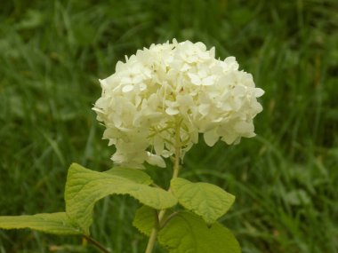 Hydrangea (Hydrangea) is a genus of flowering plants of the Hydrangea family          