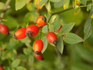 Köpek gülü (Rosa canina L.)          