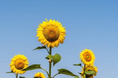Sunflowers against blue sky during summer.