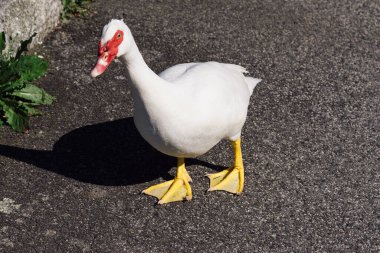 White Muscovy Duck, Cairina moschata, walking on road