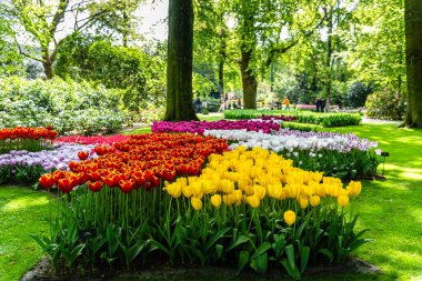 Lisse, Hollanda - 6 Mayıs 2022: Keukenhof Bahçeleri 'nde laleler çiçek açıyor. İlkbaharda lalelerin ve sümbüllerin manzaralı duluydu.