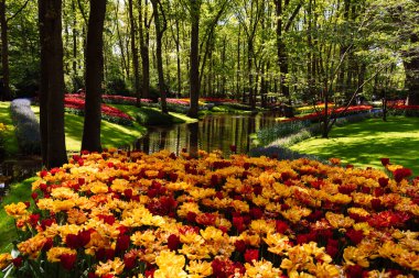 Lisse, Hollanda - 6 Mayıs 2022: Keukenhof Bahçeleri 'nde laleler çiçek açıyor. İlkbaharda lalelerin ve sümbüllerin manzaralı duluydu.