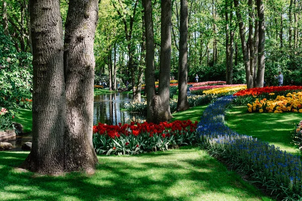 Lisse Netherlands May 2022 Tulips Blooming Keukenhof Gardens Scenic Wiew — Stock Photo, Image