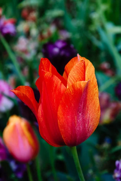 Pole Różnymi Kolorami Tulipanów Kolorowe Wiosenne Świeże Holenderskie Tulipany Tło — Zdjęcie stockowe