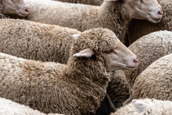 stock image Flock of sheep passing through a cattle route. Close-up view