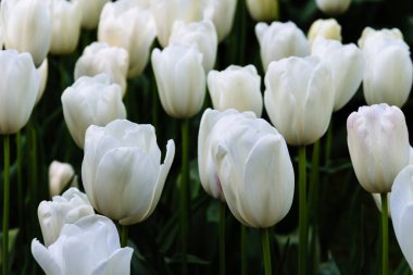 Değişik renklerde laleleri olan bir alan. Renkli bahar taze Hollanda laleleri. Doğa arka planı, beyaz laleler. Yakın çekim görünümü