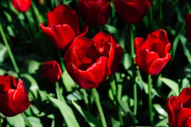 Değişik renklerde laleleri olan bir alan. Renkli bahar taze Hollanda laleleri. Doğa arka planı, kırmızı laleler