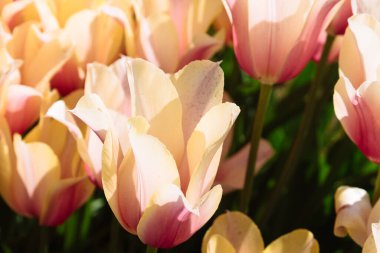 Değişik renklerde laleleri olan bir alan. Renkli bahar taze Hollanda laleleri. Doğa arka planı, pembe ve beyaz renkler