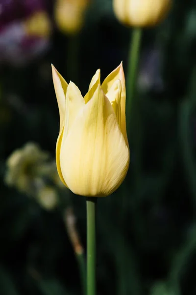 Pole Różnymi Kolorami Tulipanów Kolorowe Wiosenne Świeże Holenderskie Tulipany Tło — Zdjęcie stockowe