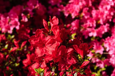 Değişik renklerde laleleri olan bir alan. Renkli bahar taze Hollanda laleleri. Doğa arkaplan, pembe renk