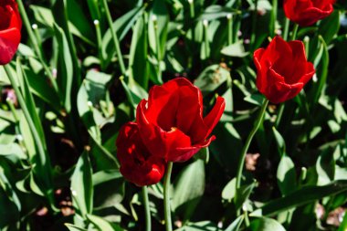 Değişik renklerde laleleri olan bir alan. Renkli bahar taze Hollanda laleleri. Doğa arka planı, kırmızı laleler