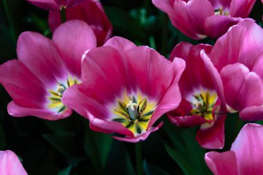 Değişik renklerde laleleri olan bir alan. Renkli bahar taze Hollanda laleleri. Doğa arkaplan, kırmızı, pembe, yeşil ve beyaz