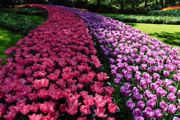 Feld Mit Verschiedenen Farben Tulpen Bunte Frühlingsfrische Holländische Tulpen Naturhintergrund — Stockfoto
