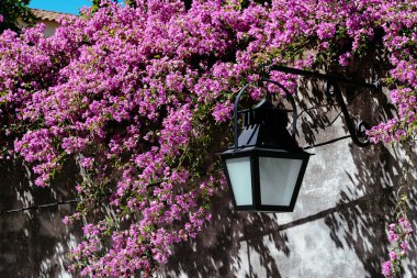 Evora 'nın sıcacık sokağında duvarları beyazlatılmış, Bougainvillea bitkileri ve fenerleri asılıydı. Alentejo, Portekiz