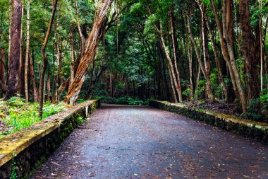 Terceira Adası, Azores, Portekiz 'deki Mata da Serreta Ormanı' ndan geçen yol