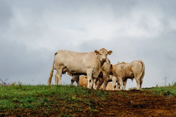 Vacche Pascolo Terreni Agricoli Nell Isola Terceira Azzorre Portogallo — Foto Stock