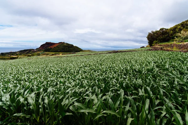 Terceira adasındaki geleneksel bir kırsal alanda eski bir volkanın yanında mısır tarlası. Azores, Portekiz.