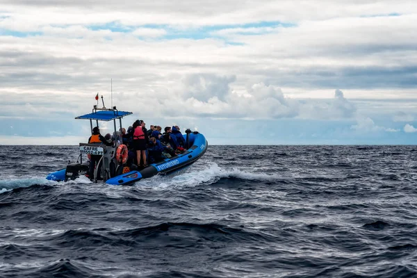 Понта Делгада Португалия Июля 2022 Года Сторожевая Лодка Дельфинами Острове — стоковое фото