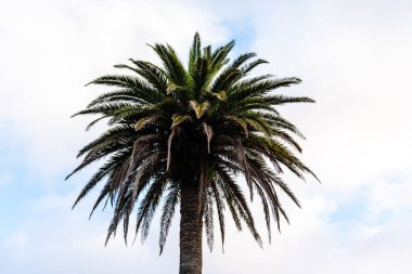 Low angle view of palm tree in Terceira Island, Azores