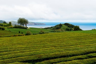 Portekiz, Azores, Sao Miguel Adası 'ndaki tropik çay çiftliği. Porto Formoso 'daki çay çiftliği. Olağanüstü doğal güzelliklerin inanılmaz manzarası.