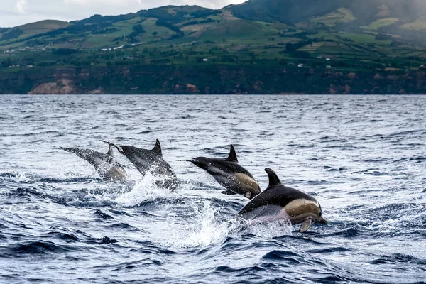 stock image Dolphins jumping in the sea at Sao Miguel Island in the Azores. Delphinus delphis