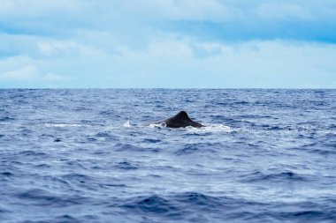 Azores 'teki Sao Miguel Adası kıyısında sperm balinası.