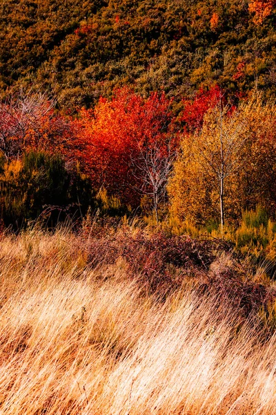 Осенний Красивый Пейзаж Каштанами Дубами Буками Хируэла Сьерра Дель Ринкон — стоковое фото