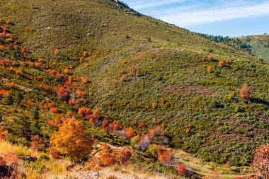 Kestane ağaçları, meşeler ve kayın ağaçlarıyla dolu sonbahar manzarası. Madrid 'de La Hiruela, Sierra del Rincon