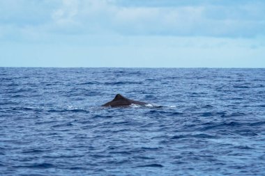 Azores 'teki Sao Miguel Adası kıyısında sperm balinası.