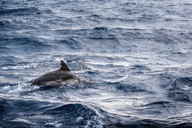 Yunuslar Azores 'deki Sao Miguel Adası' nda denize atlıyorlar. Delphinus delphis