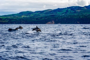 Yunuslar Azores 'deki Sao Miguel Adası' nda denize atlıyorlar. Delphinus delphis