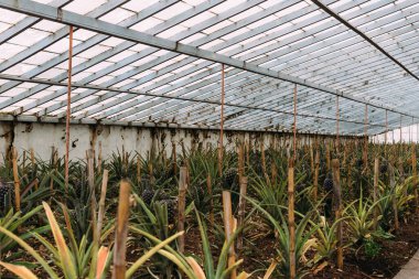 Azores 'in Sao Miguel adasındaki bir serada ananas çiftliği..