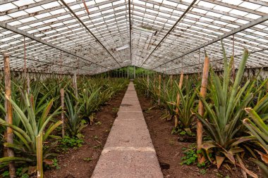 Azores 'in Sao Miguel adasındaki bir serada ananas çiftliği..