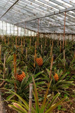 Azores 'in Sao Miguel adasındaki bir serada ananas çiftliği..