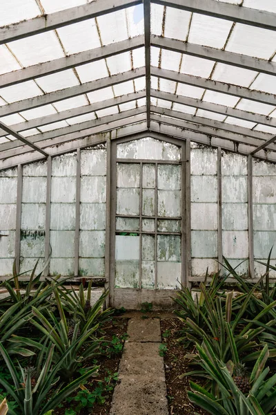 Azores 'in Sao Miguel adasındaki bir serada ananas çiftliği..