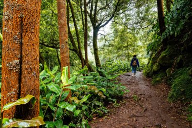 Azores, Sao Miguel Adası 'ndaki Ribeira dos Caldeiroes Doğal Parkı' nda yürüyüş yapan kadının arka görüntüsü. Tropikal bir arazide seyahat macerası