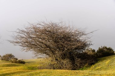 Yapraksız bir çalı, sisli bir tarlada tek başına duruyor dalları çeşitli yönlere uzanıyor..